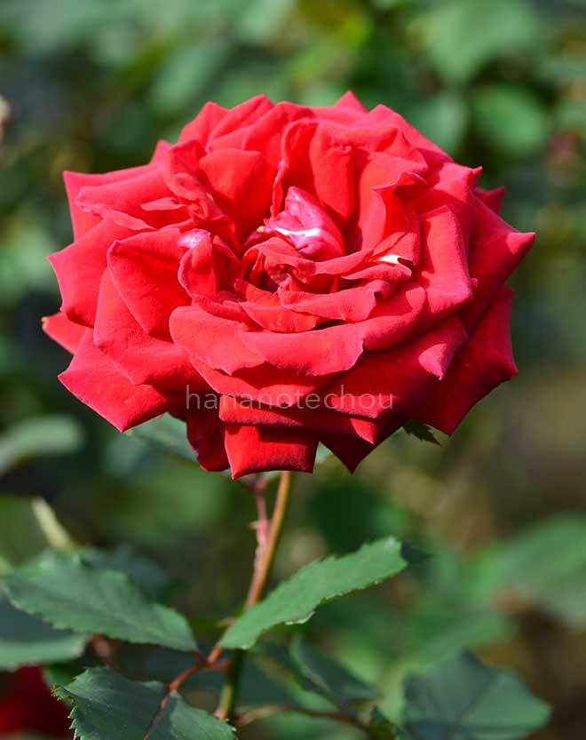 バラ トラディション｜花の手帖の薔薇図鑑