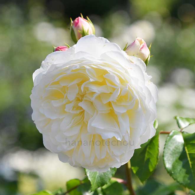 バラ トランクウィリティー｜花の手帖の薔薇図鑑