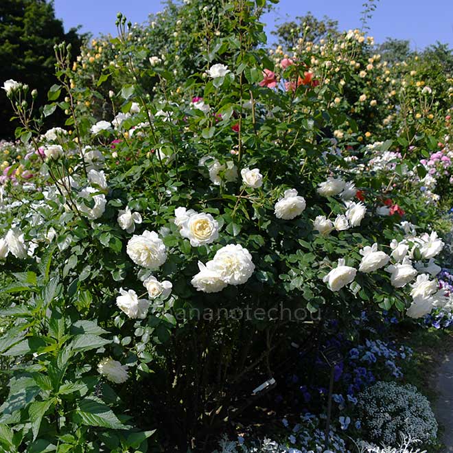 バラ トランクウィリティー｜花の手帖の薔薇図鑑