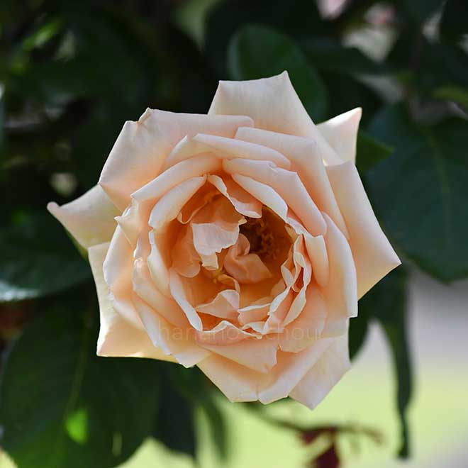 バラ トリゴ｜花の手帖の薔薇図鑑