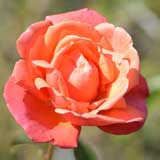 バラ トロイカ｜花の手帖の薔薇図鑑