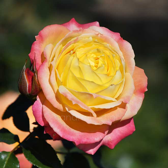 バラ トロピカル シャーベット｜花の手帖の薔薇図鑑