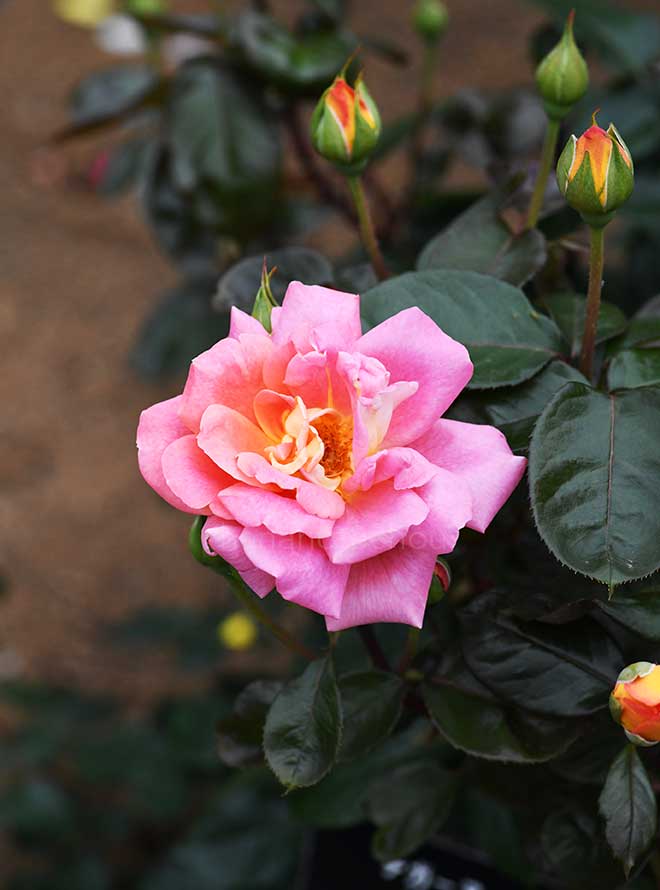 バラ チガーヌ｜花の手帖の薔薇図鑑