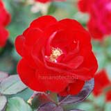 バラ ユーロピアーナ｜花の手帖の薔薇図鑑