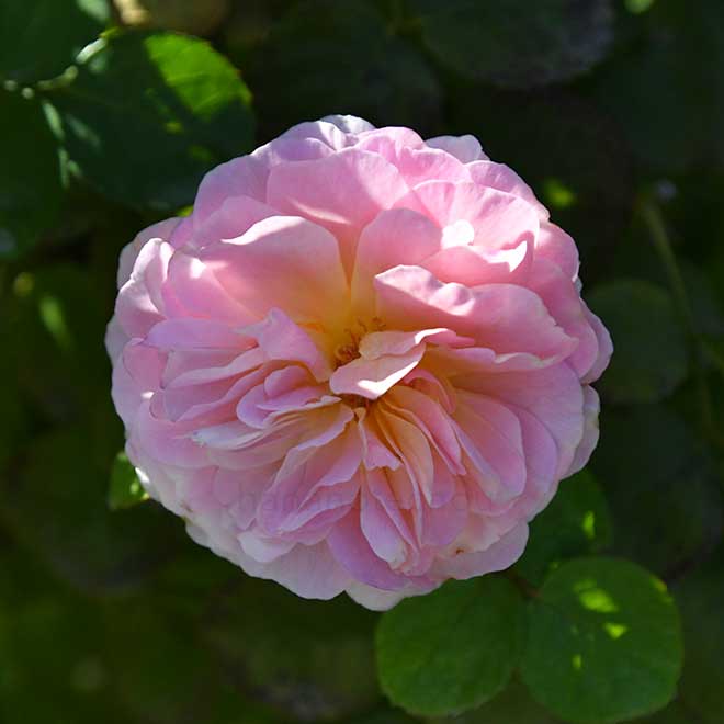 バラ ユーステイシア ヴァイ｜花の手帖の薔薇図鑑