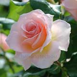 バラ ヨハン シュトラウス｜花の手帖の薔薇図鑑