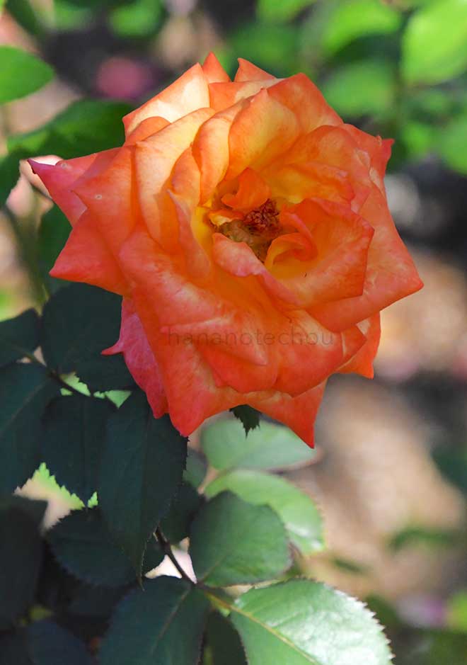 バラ 八千代錦｜花の手帖の薔薇図鑑