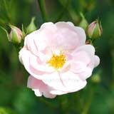 バラ よろこび｜花の手帖の薔薇図鑑