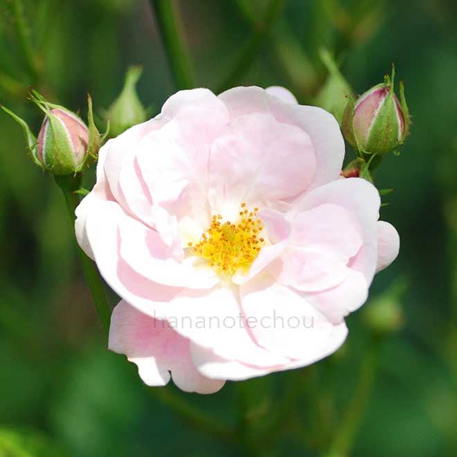 バラ よろこび｜花の手帖の薔薇図鑑