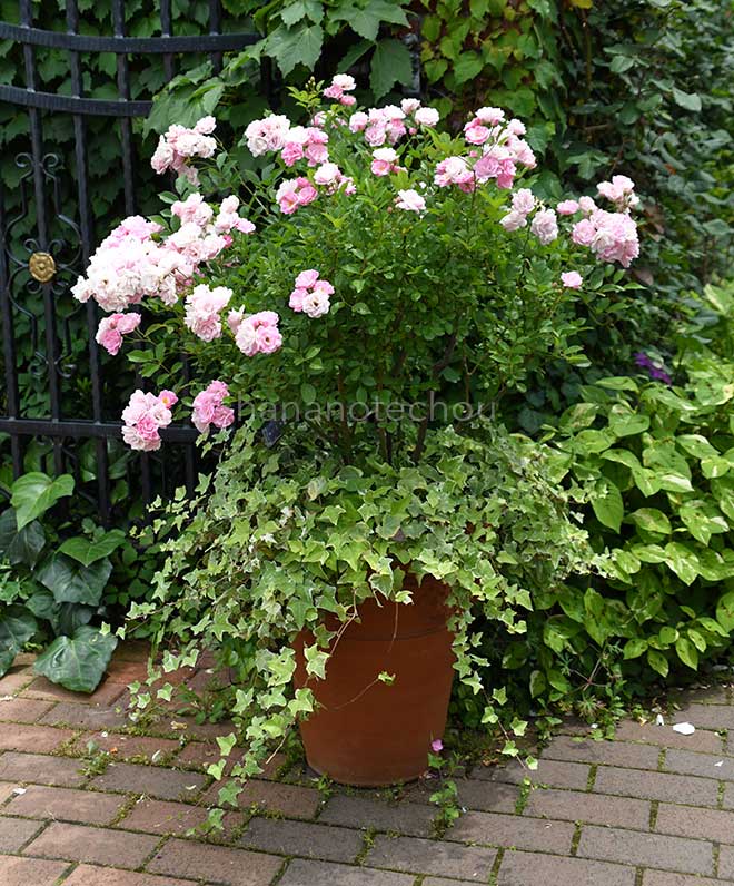 バラ よろこび｜花の手帖の薔薇図鑑