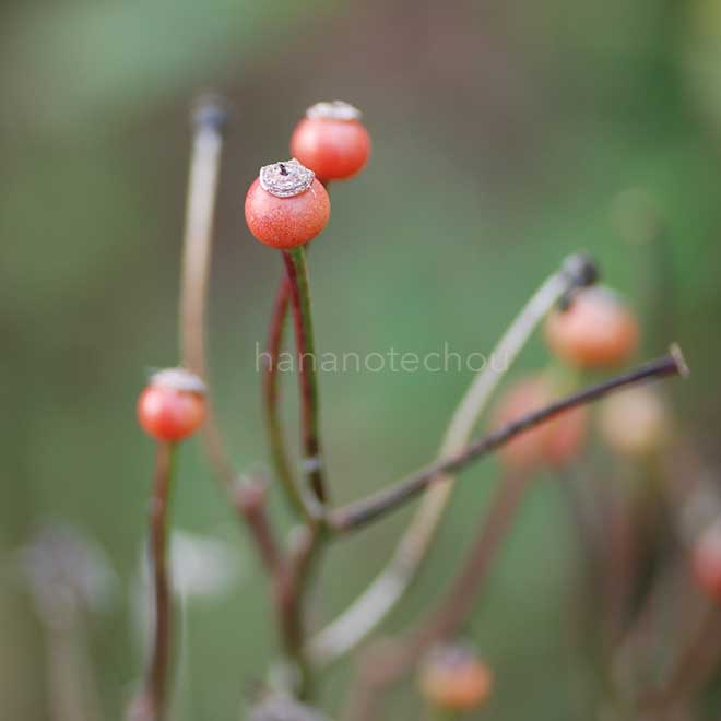 バラ よろこび｜花の手帖の薔薇図鑑