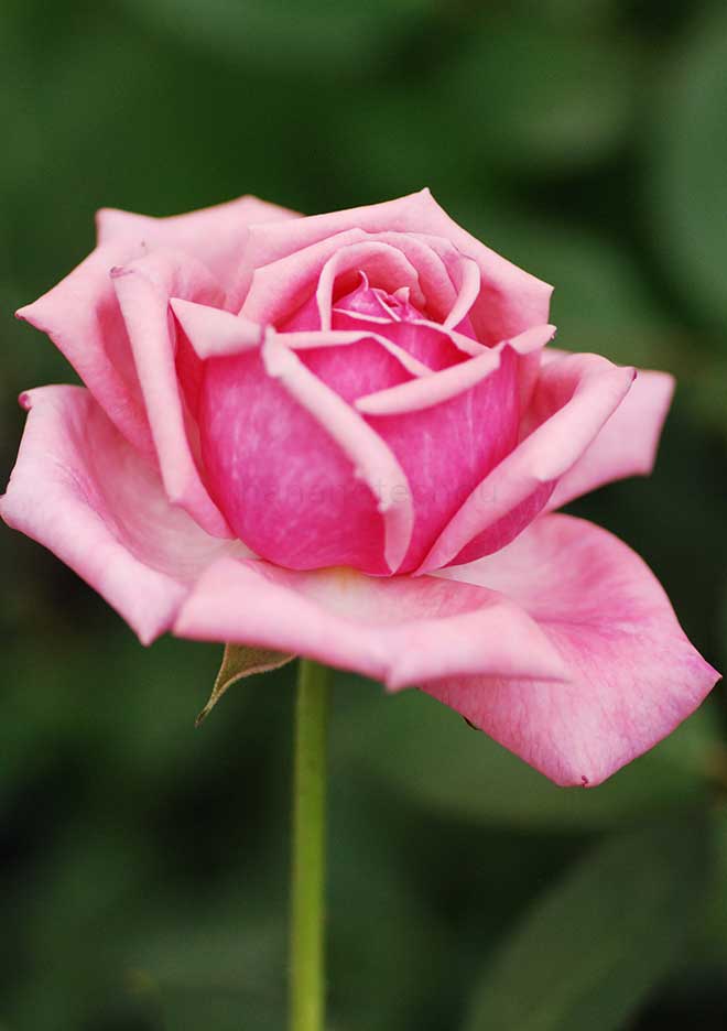 バラ 結愛｜花の手帖の薔薇図鑑