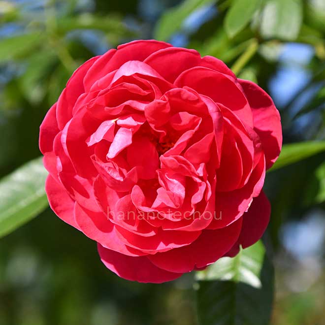 バラ ユイットカンパーニュ｜花の手帖の薔薇図鑑