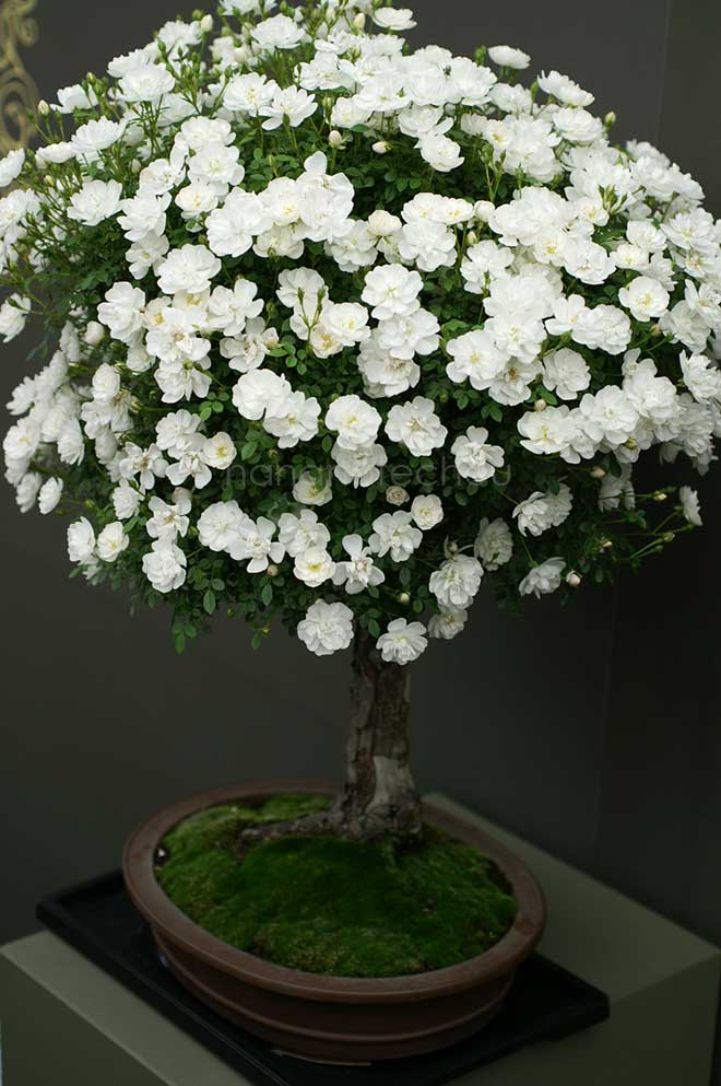 バラ 雪姫｜花の手帖の薔薇図鑑