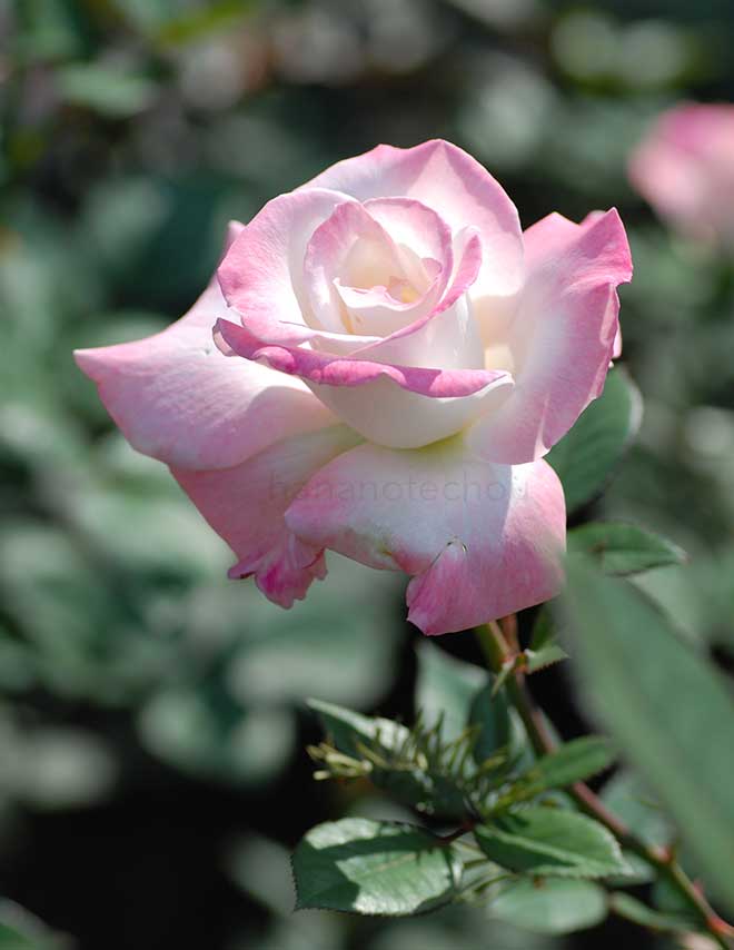 バラ 夕霧｜花の手帖の薔薇図鑑