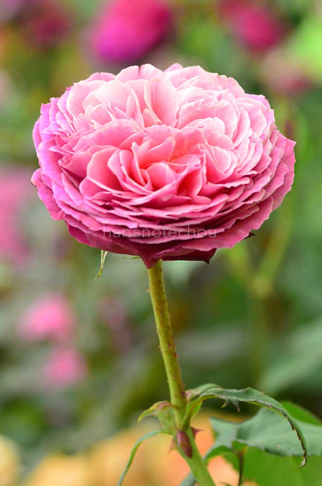 バラ ゆうぜん｜花の手帖の薔薇図鑑