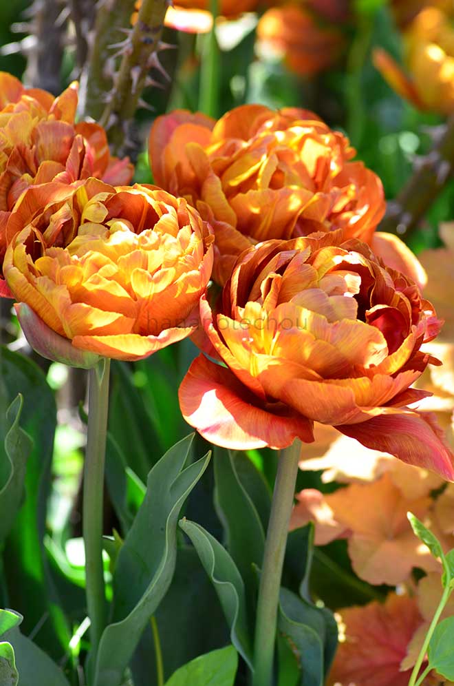 チューリップ ブラウニー｜花の手帖のチューリップ図鑑