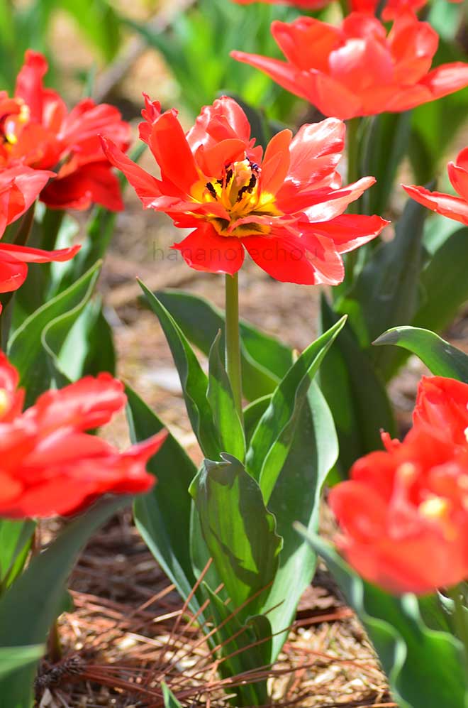 チューリップ アバ｜花の手帖のチューリップ図鑑