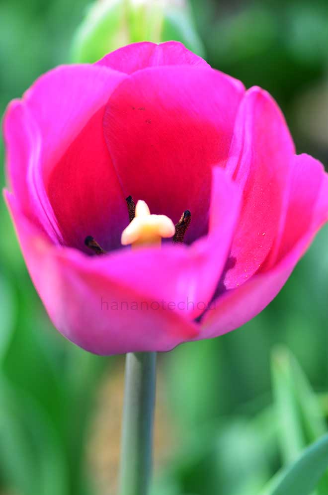 チューリップ アビゲイル｜花の手帖のチューリップ図鑑