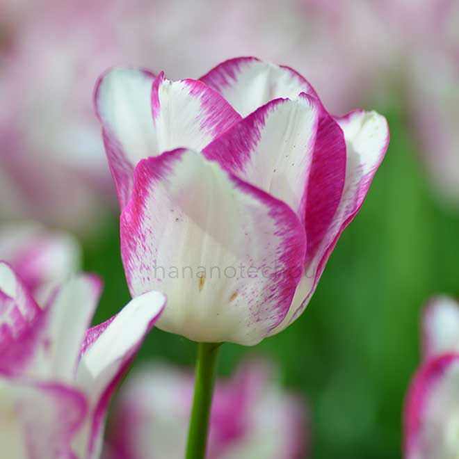 チューリップ アフェア｜花の手帖のチューリップ図鑑