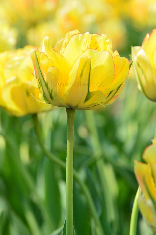 チューリップ あけぼの｜花の手帖のチューリップ図鑑