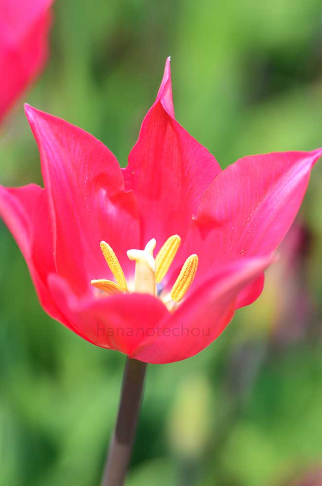 チューリップ あこがれ星｜花の手帖のチューリップ図鑑