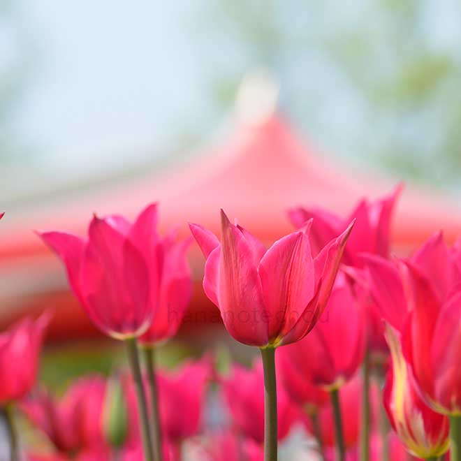 チューリップ あこがれ星｜花の手帖のチューリップ図鑑