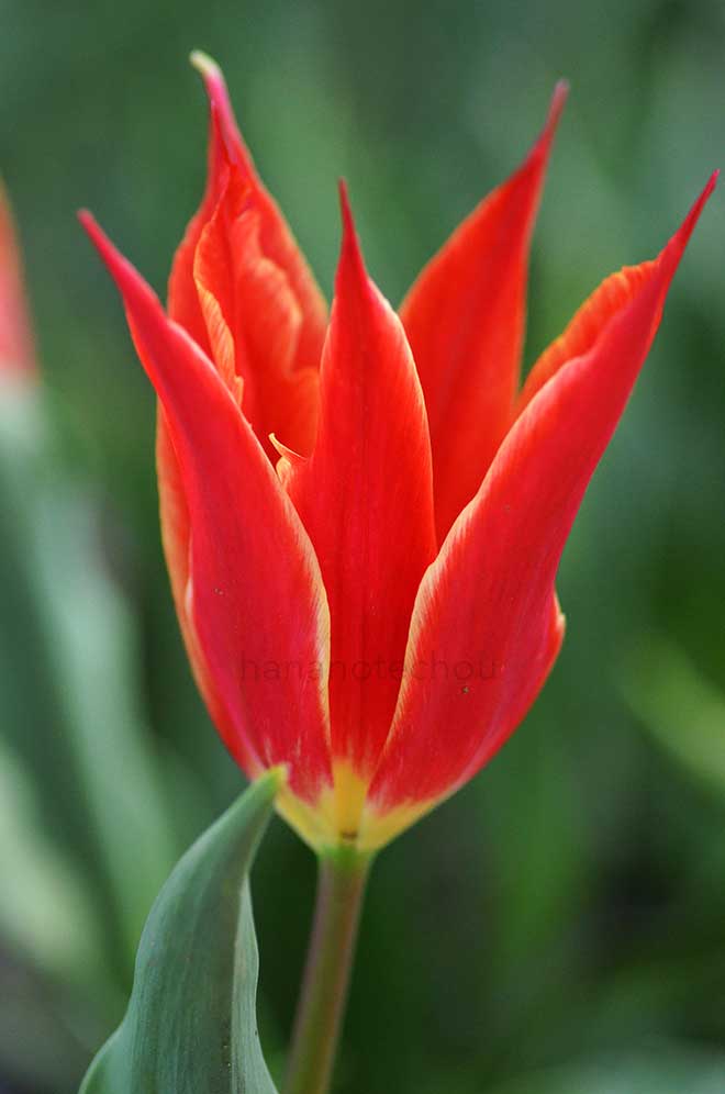 チューリップ アラジン｜花の手帖のチューリップ図鑑