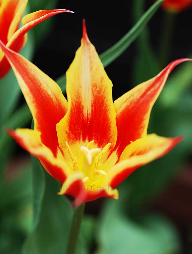 チューリップ アラジンズ レコード｜花の手帖のチューリップ図鑑