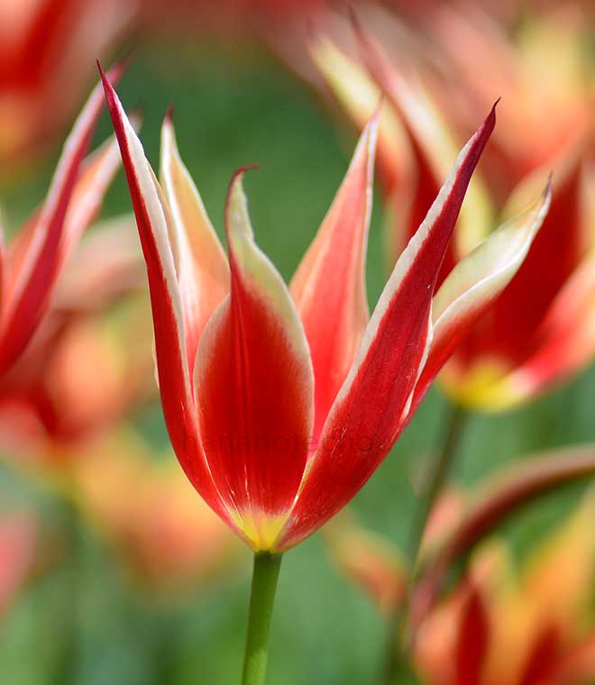 チューリップ アラジンズ レコード｜花の手帖のチューリップ図鑑