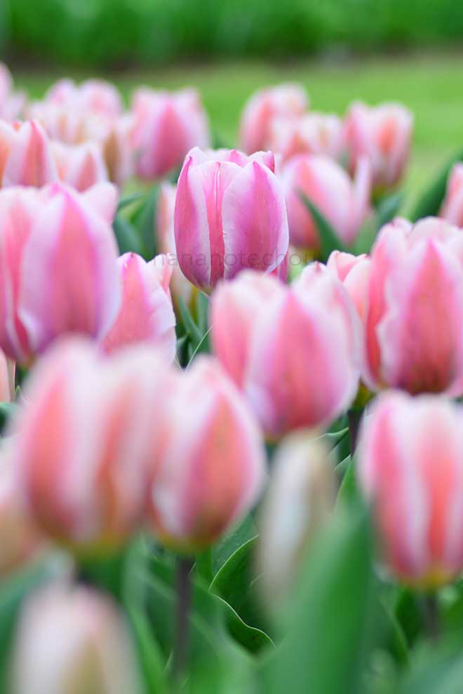 チューリップ アルガーブ｜花の手帖のチューリップ図鑑