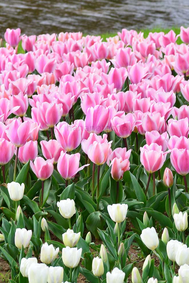 チューリップ アルガーブ｜花の手帖のチューリップ図鑑