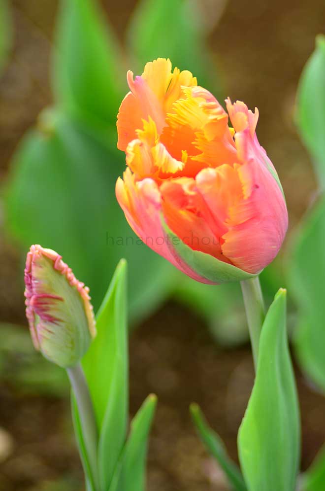 チューリップ アメージング パーロット｜花の手帖のチューリップ図鑑