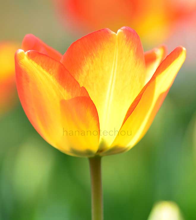 チューリップ アメリカンドリーム
｜花の手帖のチューリップ図鑑