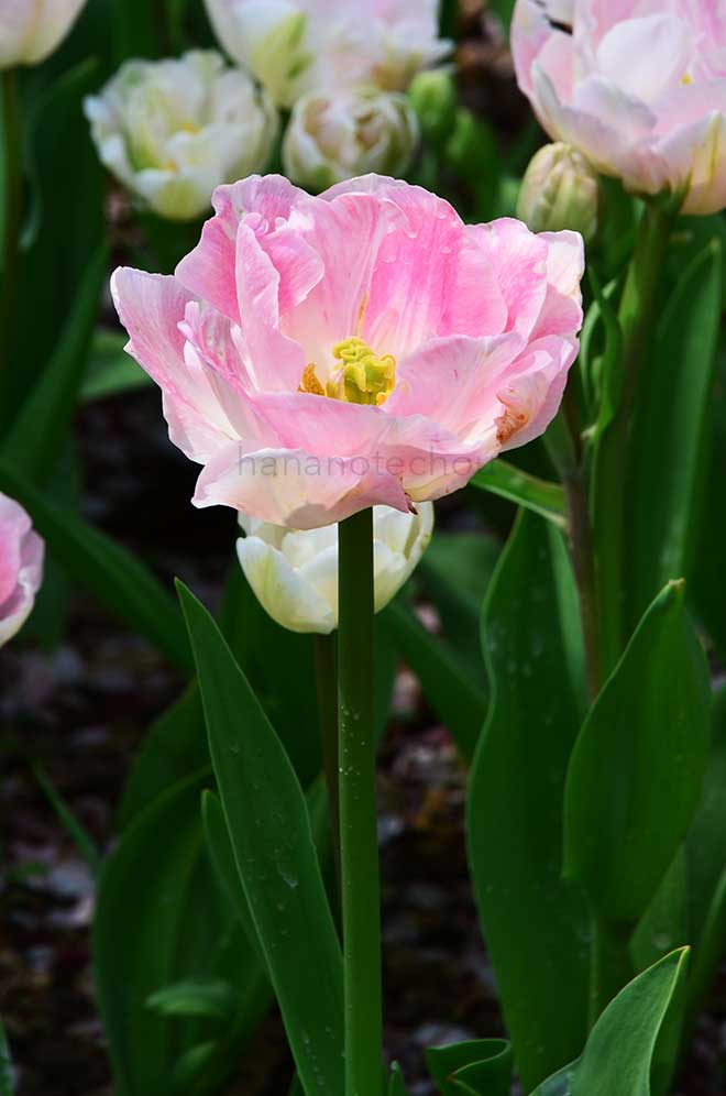 チューリップ アンジェリケ｜花の手帖のチューリップ図鑑