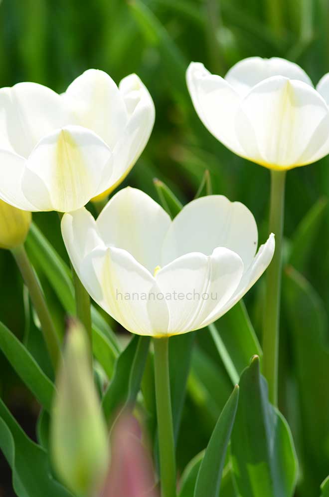 チューリップ エンジェルズ ウィッシュ｜花の手帖のチューリップ図鑑