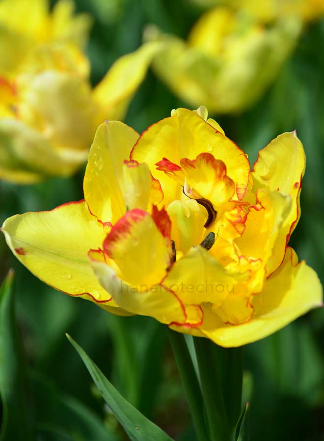 チューリップ アキラ／アキュラ｜花の手帖のチューリップ図鑑