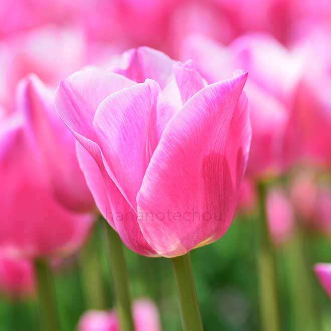 チューリップ ありさ｜花の手帖のチューリップ図鑑