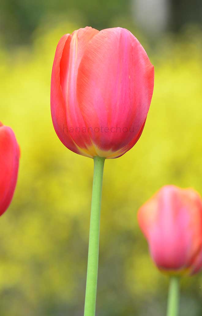 チューリップ アビニオン｜花の手帖のチューリップ図鑑