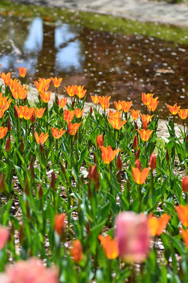 チューリップ バレリーナ｜花の手帖のチューリップ図鑑