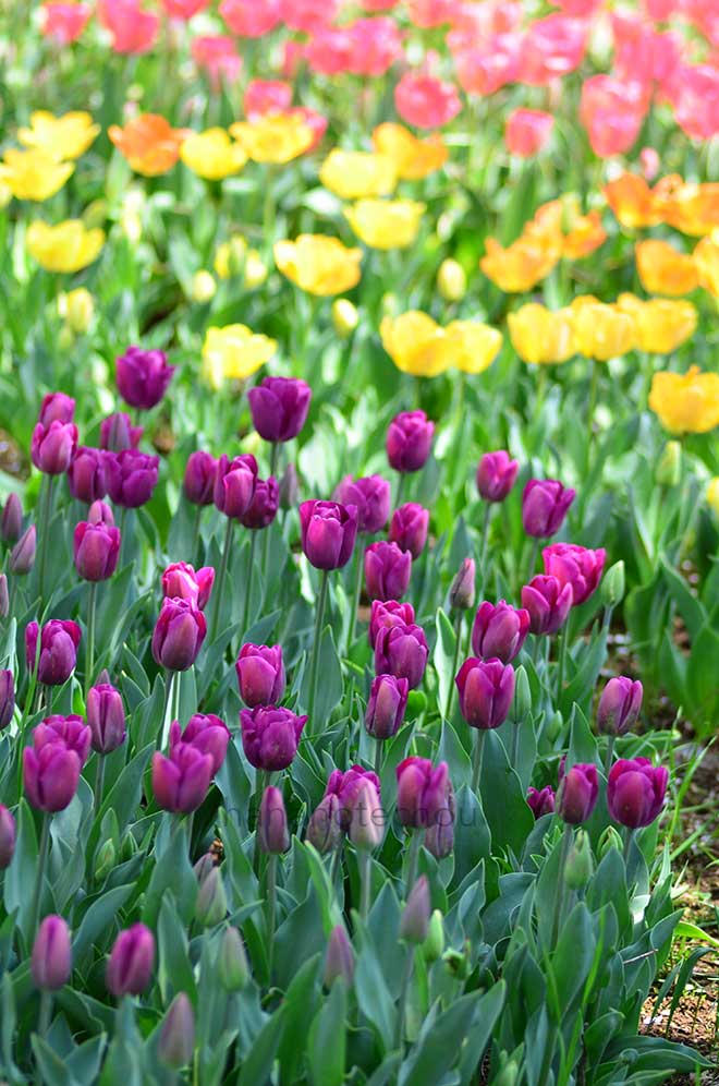 チューリップ バラクーダ｜花の手帖のチューリップ図鑑