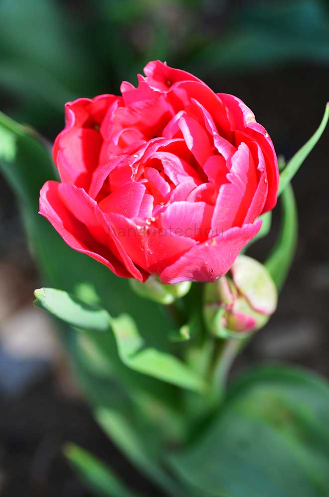 チューリップ ベアリングポイント｜花の手帖のチューリップ図鑑