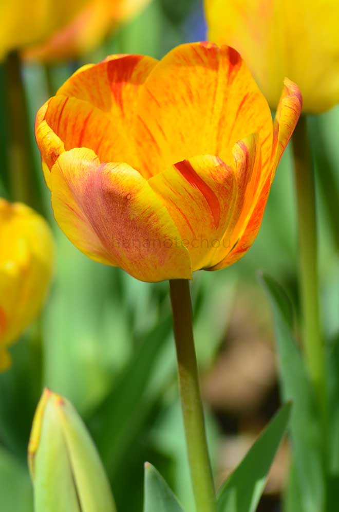 チューリップ ビューティ オブ アペルドーン｜花の手帖のチューリップ図鑑