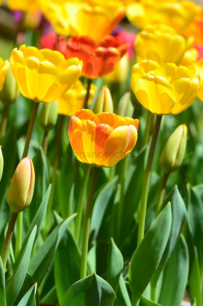 チューリップ ビューティ オブ アペルドーン｜花の手帖のチューリップ図鑑