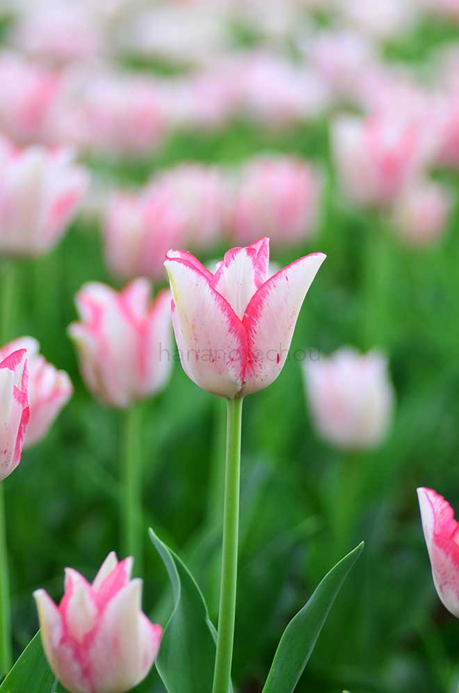 チューリップ ビューティトレンド｜花の手帖のチューリップ図鑑