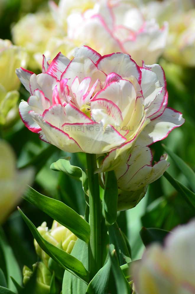 チューリップ ベリシア｜花の手帖のチューリップ図鑑