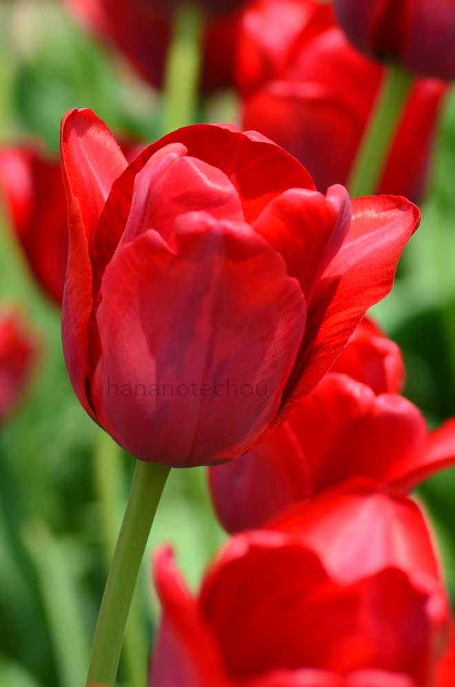 チューリップ 紅豊｜花の手帖のチューリップ図鑑