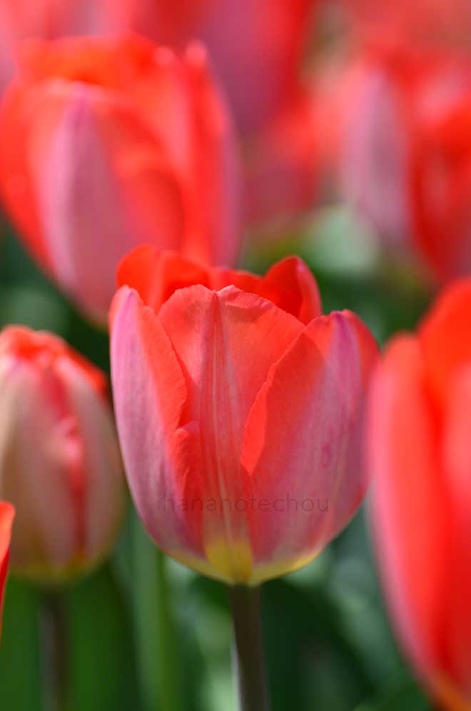 チューリップ ビッグチーフ｜花の手帖のチューリップ図鑑