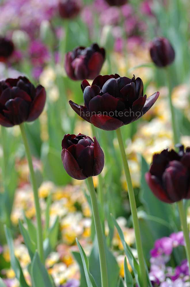 チューリップ ブラック ヒーロー｜花の手帖のチューリップ図鑑