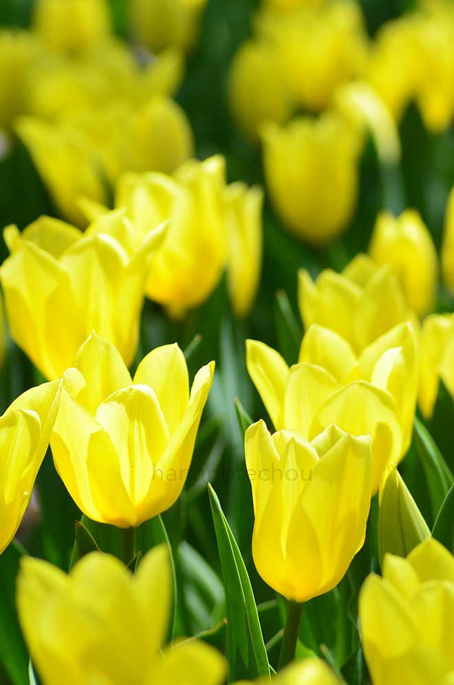 チューリップ  ボルロイヤルハニー｜花の手帖のチューリップ図鑑